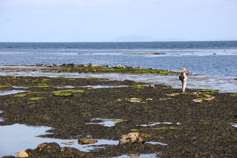 Seals, Aran Islands Ireland 1.jpg